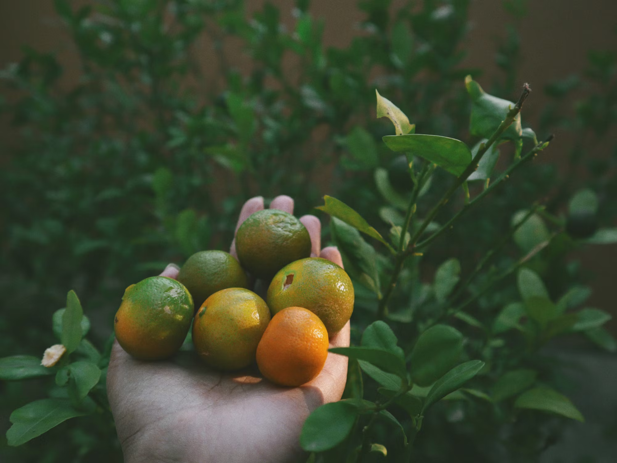 The Art of Baking: Techniques, Tips, and Timeless Recipes